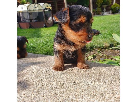 Μικρά κουτάβια Yorkie